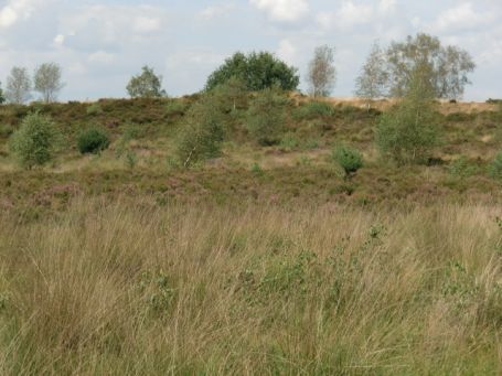 Nieuw-Bergen NL : Maasdünen, NSG Eckeltse Bergen